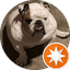 Mr. Bulldog (Mr. Bulldog)