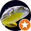 Turbo Fish
