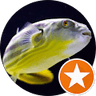 Turbo Fish