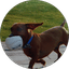 Doxie Mom