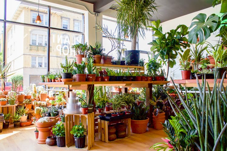 Plant Shop Chicago — project photo