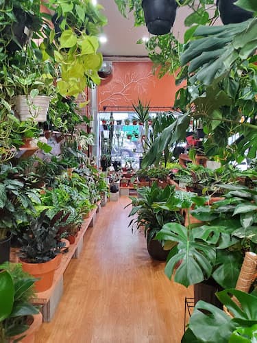 Chica Plant Shop — project photo