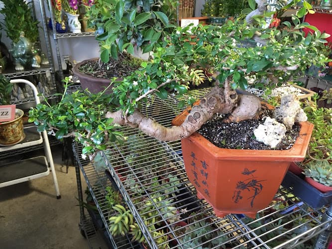 Qideas Plant Shop — project photo